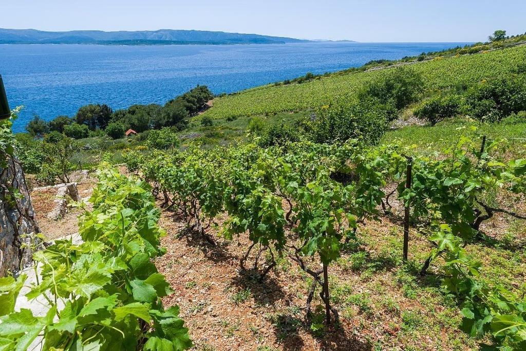 Vineyard Cottages - Murvica Exterior foto